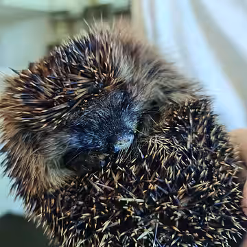Diesem Igel wurde ein großer Teil seines Nasenspiegels abgetrennt. Diesem Igel wurde ein großer Teil seines Nasenspiegels abgetrennt.