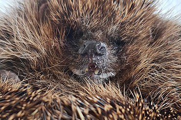 Ein Igel schaut in eine Kamera.