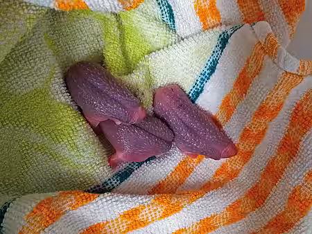 Mit ihren Stacheln zeigen die Säuglinge schon kurz nach der Geburt Abwehrbewegungen.