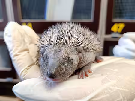Igelsäugling auf einer Hand mit Handschuh