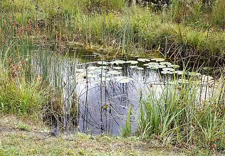 Artenreich bepflanzter, naturnaher Gartenteich