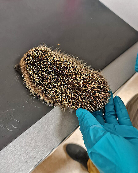 Magerer Jungigel Ein Jungigel auf dem Untersuchungstisch