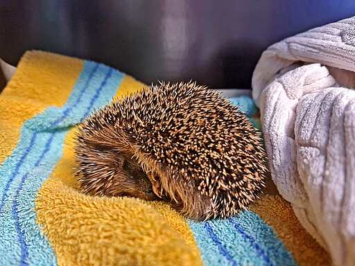 Ein junger Igel in seiner Box auf Handtüchern eingerollt.