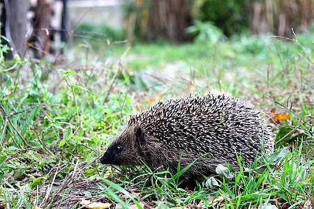 Igel brauchen Ast- oder Laubhaufen zum Bau eines Unterschlupfs.