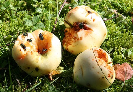 Der süße Fruchtsaft von überreifem Fallobst lockt Hornissen und viele andere Insekten an. Der süße Fruchtsaft von überreifem Fallobst lockt Hornissen und viele andere Insekten an.