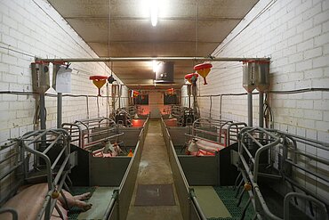 Zuchtsauen in Kastenständen