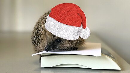 Weihnachtsigel