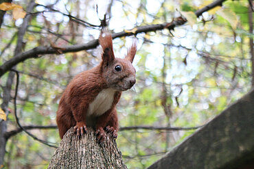 Aufmerksames Eichhörnchen