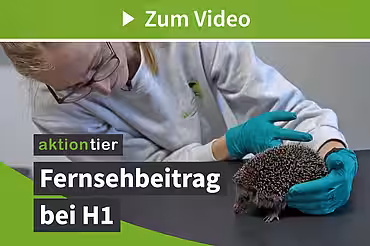  H1 Fernsehbeitrag über das Igelzentrum Niedersachsen