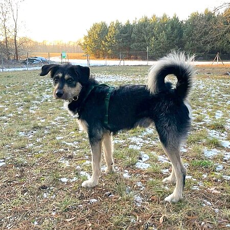 Fundhund Nico
