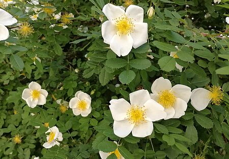 Wildrose Rosa pimpinellifolia