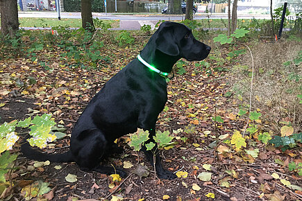 Hund mit Leuchthalsband 