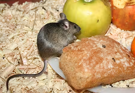 Mäuse in der Wohnung