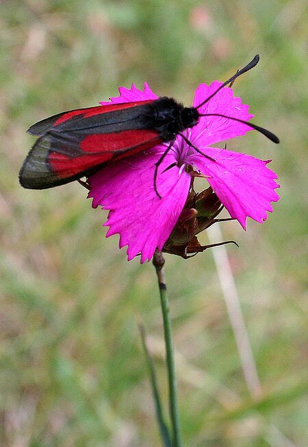Thymianwidderchen (Zygaena purpuralis) auf Karthäusernelke (Dianthus carthusianorum)