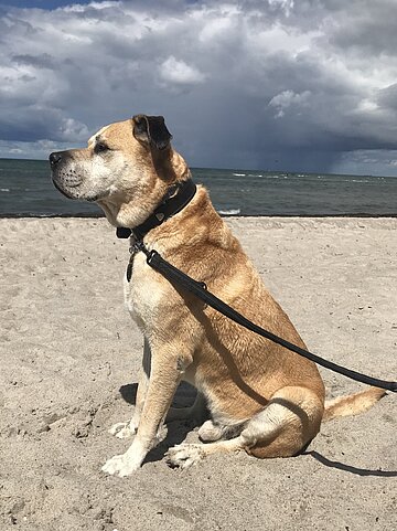 Otto darf sein Hundeseniorenalter genießen. 