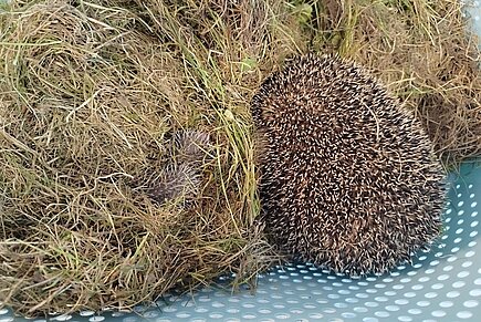 Igelmutter mit Jungen