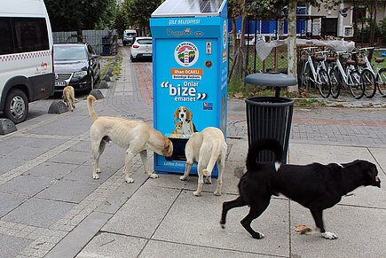Straßenhunde an Futterautomat.