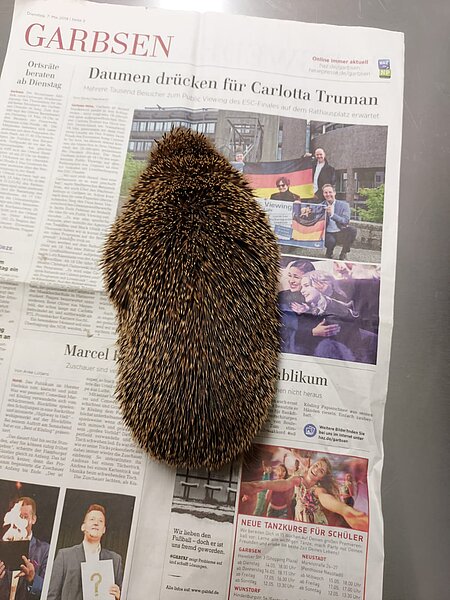 Igel bei Aufnahme im aktion tier Igelzentrum Igel bei Aufnahme im aktion tier Igelzentrum