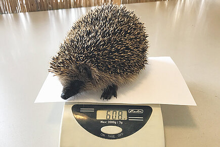 Gesunder Igel