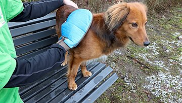 Mit einem Pflegehandschuh kann man Tiere leicht ans Bürsten gewöhnen.