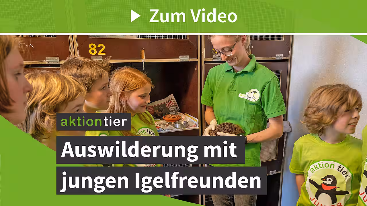 Auswilderung mit jungen Igelfreunden (aktion tier Igelzentrum Niedersachsen)