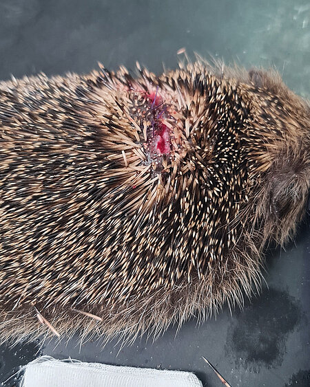 Igel mit einer genähten Wunde auf dem Rücken