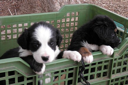  Privat gezüchtete Hunde auf einem Markt.
