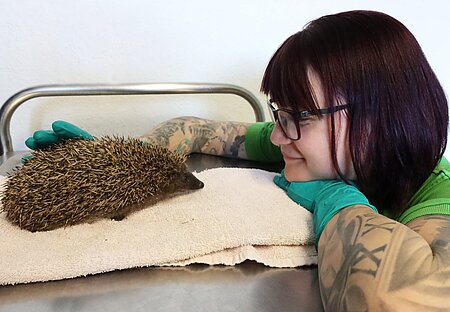 Anne Flieger aus dem Igelzentrum kümmerte sich um den verletzten Igel. Anne Flieger aus dem Igelzentrum kümmerte sich um den verletzten Igel.