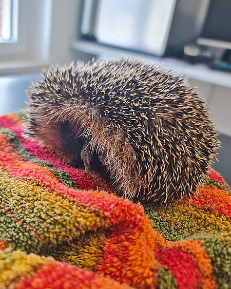 Ein Igel auf einem bunten Handtuch.