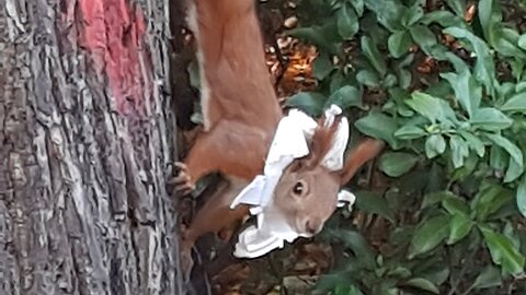 Eichhörnchen mit Plastikkragen