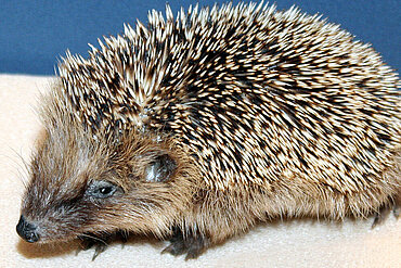 Gesunde Igel dürfen nicht eingesammelt werden. Foto: © Ursula Bauer