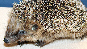 Gesunde Igel dürfen nicht eingesammelt werden. Foto: © Ursula Bauer