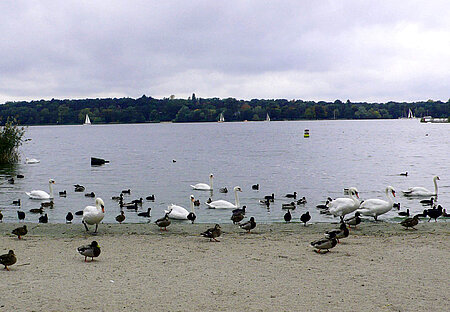 Schwäne am Wannsee