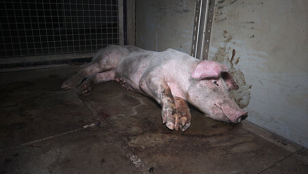 Tierquälerei: Das Schwein hatte tagelang kein Futter und Wasser.