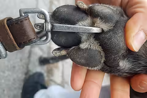 Hundeleine in der Hundepfote