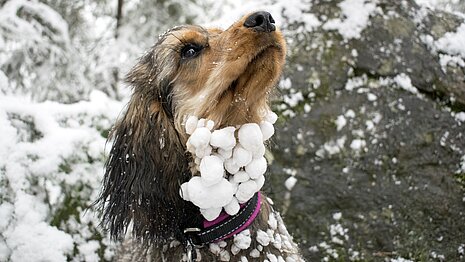 Schnee setzt sich auch oft als Klumpen im Fell ab.