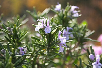 Rosmarin (Rosmarinus officinals)