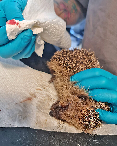 Ein Igel in der Untersuchung und jemand hält ein blutiges Zewa hoch.