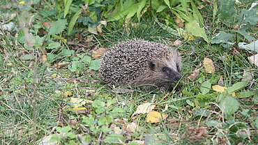 Igel unterwegs