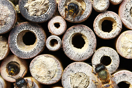 Bienen können wir mit Nisthilfen unterstützen