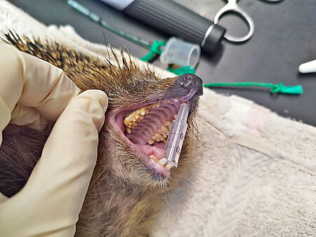 Ein Igel mit gelben Zähnen und Zahnstein