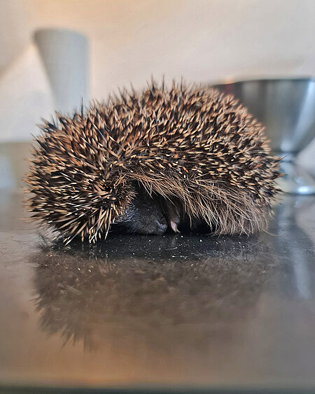 Igel mit Geduld behandeln Ein kleiner Igel liegt zusammegerollt auf einem Behandlungstisch