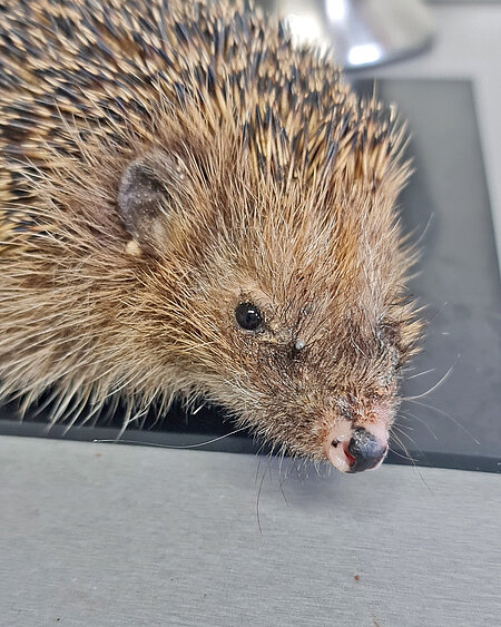 Gesundes Auge des Altigels Gesundes Auge des Altigels