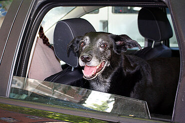 Tamy im Auto