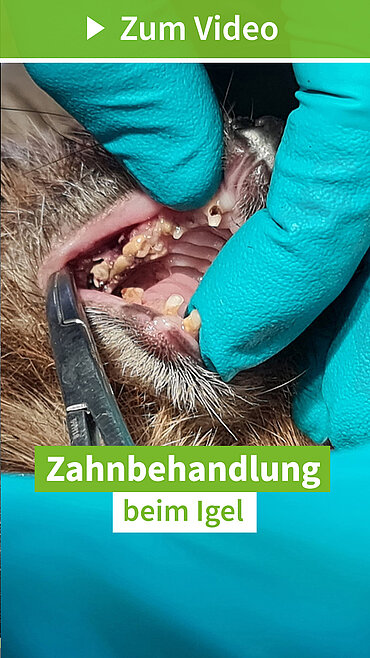 Zahnsanierung beim Igel (Igelzentrum Niedersachsen)