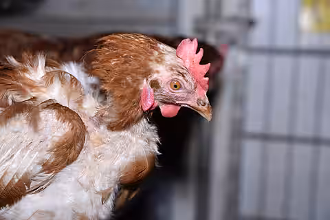 Bio-Eier kommen mittlerweile auch aus der Massentierhaltung.