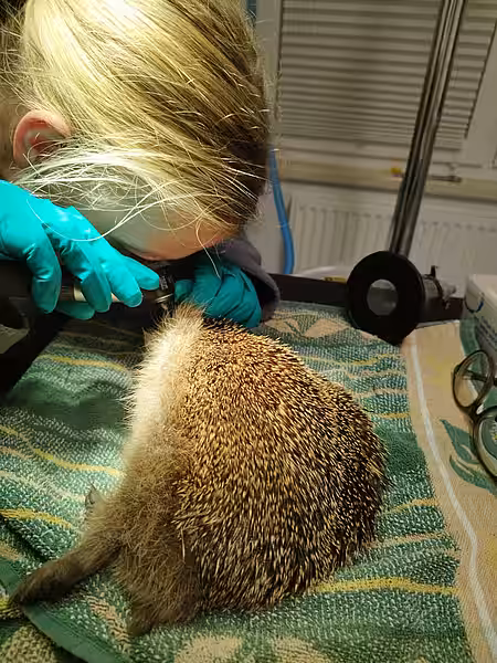 Untersuchung eines Igels