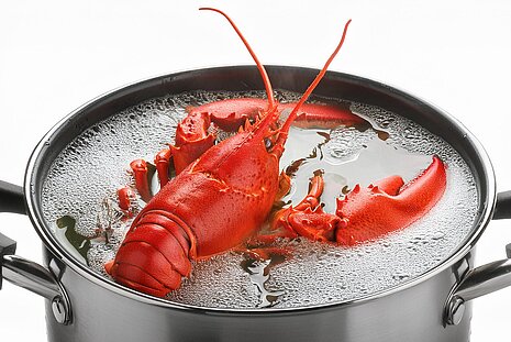 Ein Verbot, Hummer lebendig zu kochen, ist geplant, in der Schweiz schon lange verboten.