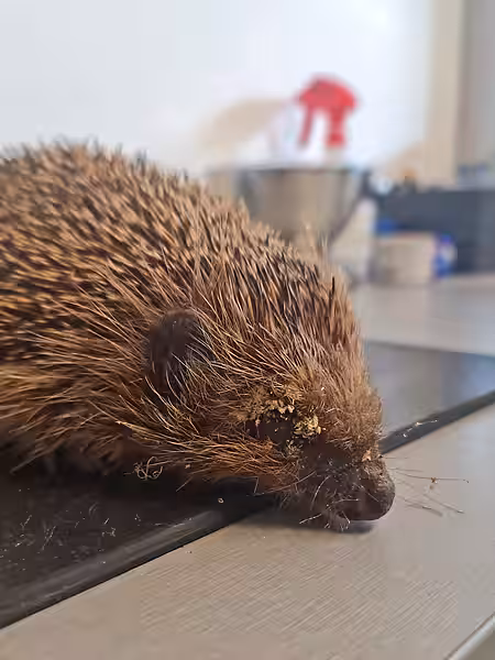 In letzter Minute wurde dieser Igel vorbeigebracht. Ein Igel auf der Behandlungsmatte mit Fliegeneiern im Fell