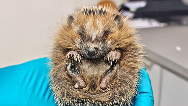 Stellenangebote beim aktion tier-Igelzentrum Niedersachsen Jemand mit blauen Handschuhen hält einen Igel